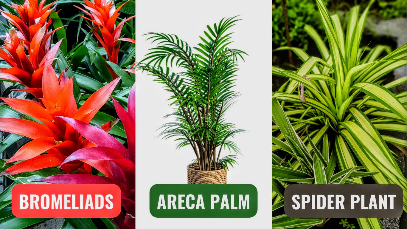 Bromeliads Areca Palm and Spider Plant Non Toxic House Plants