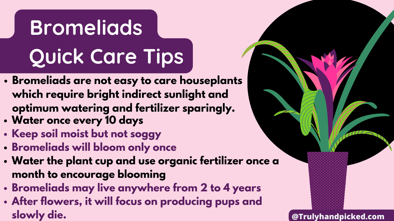 Bromeliads Quick Care Tips Easy Houseplant Care