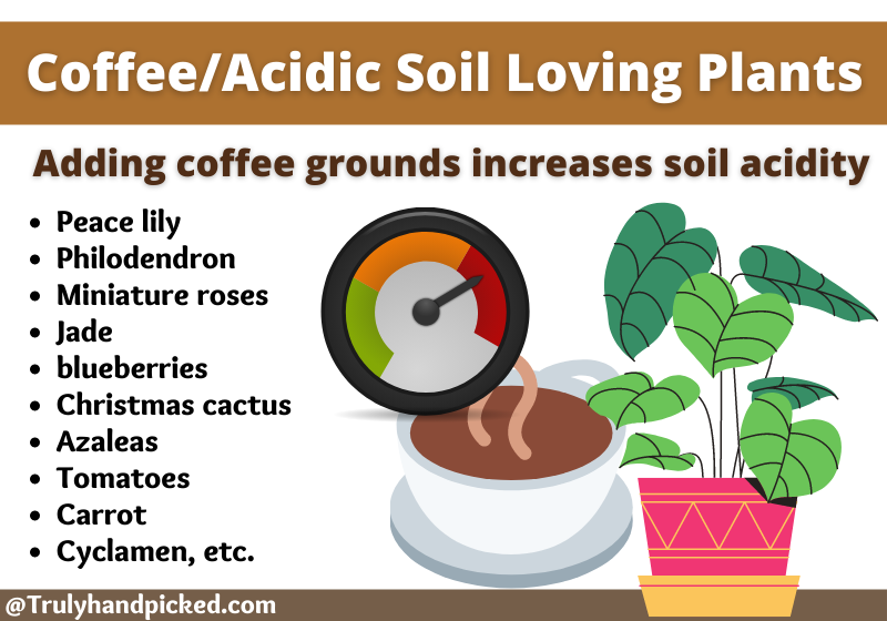 Are Coffee Grounds Good for Plants? Liquid Fertilizer & Compost