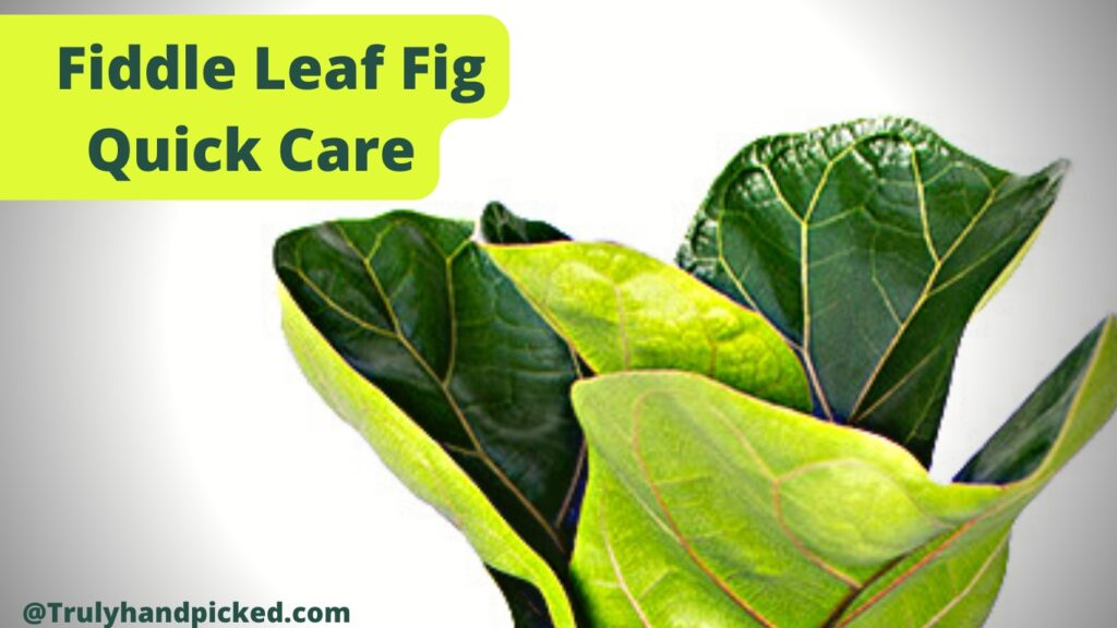 Fiddle Leaf Fig Yellowing Leaves (Quick Tips): Care & Propagation