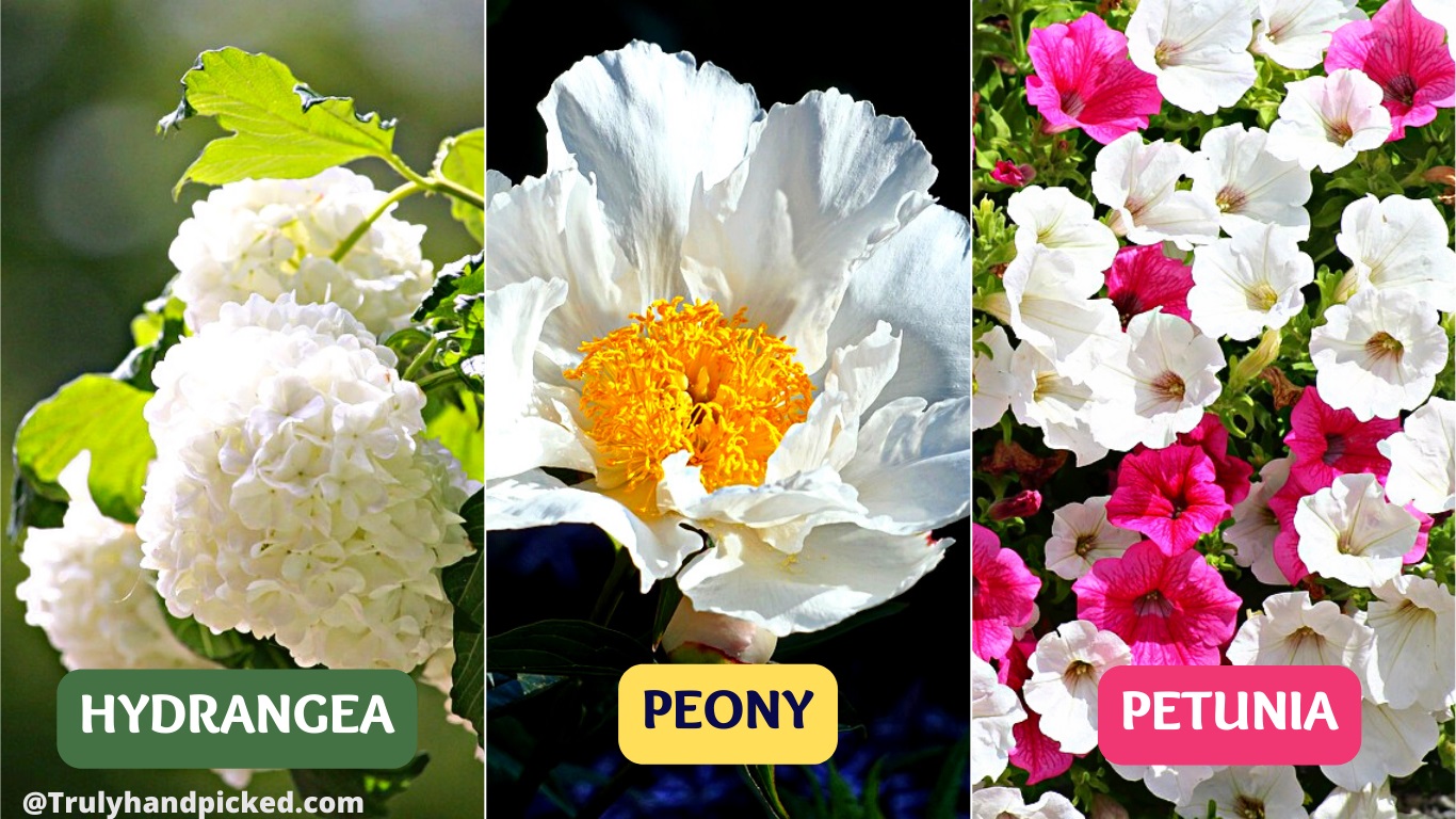 Graceful white flowers for your garden Hydrangea Peony Petunia
