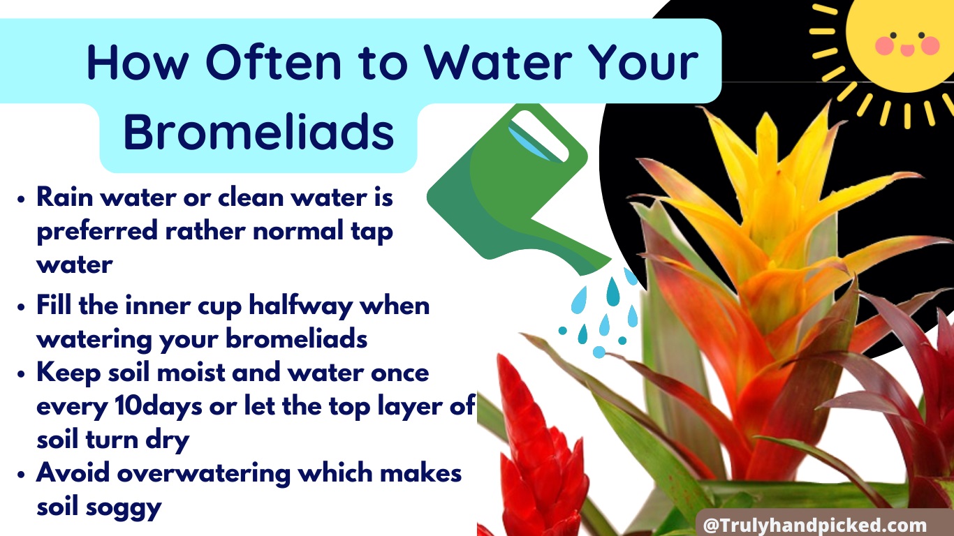 Watering requirements of bromeliads and how often to water