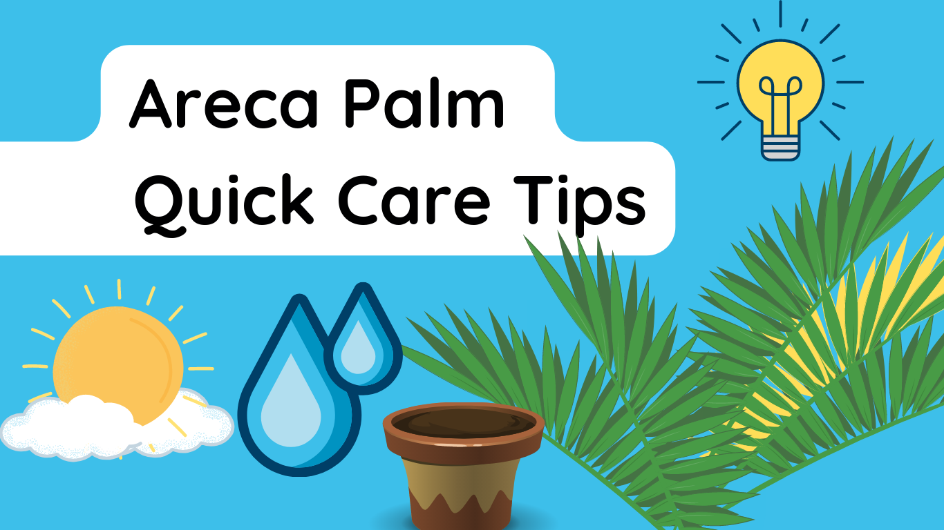 How to Care for Areca Palm Low Light Indoor Plants