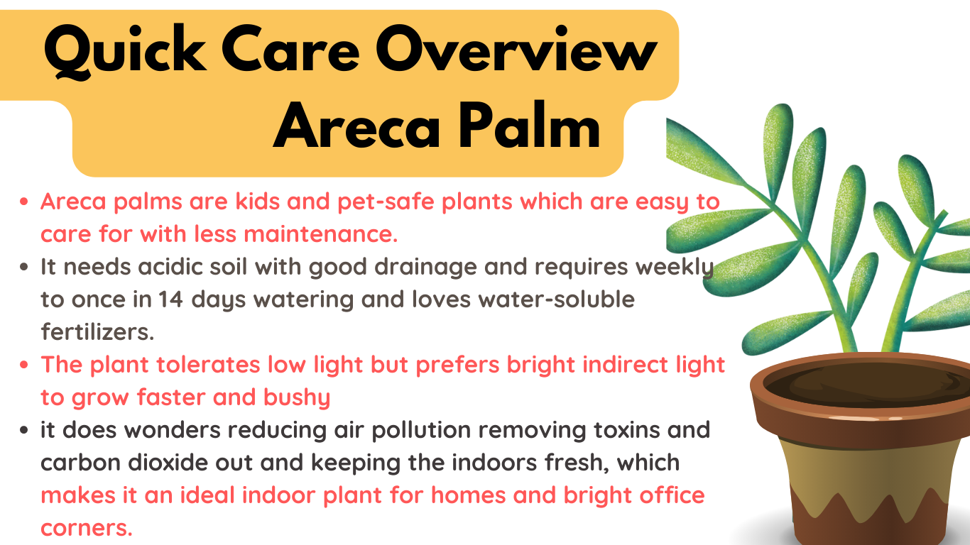 How to Care for Areca Palm_ Easy Indoor Plants