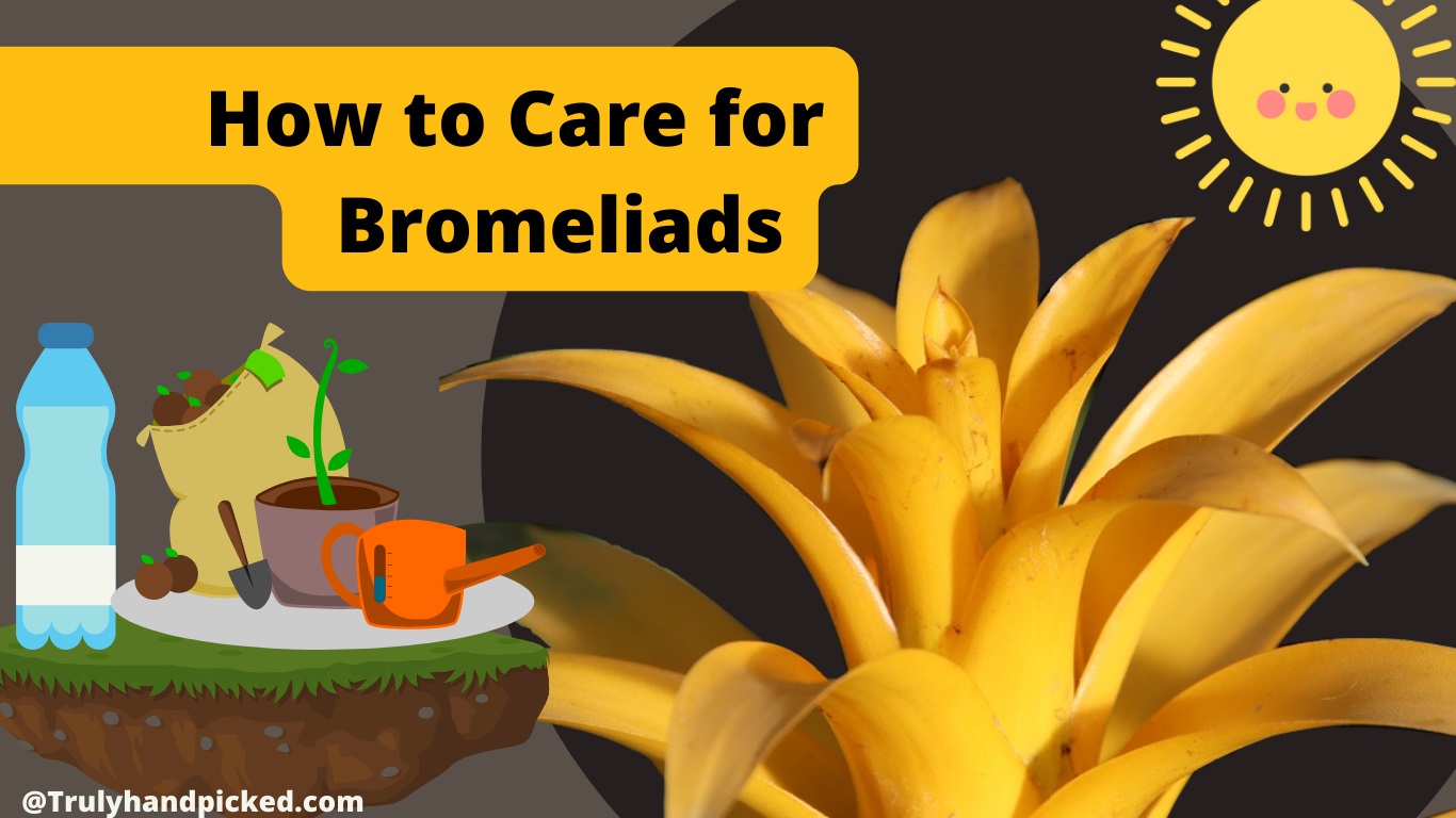 How to Care for Bromeliads Quick Care Ideas Watering Pruning and Propagation