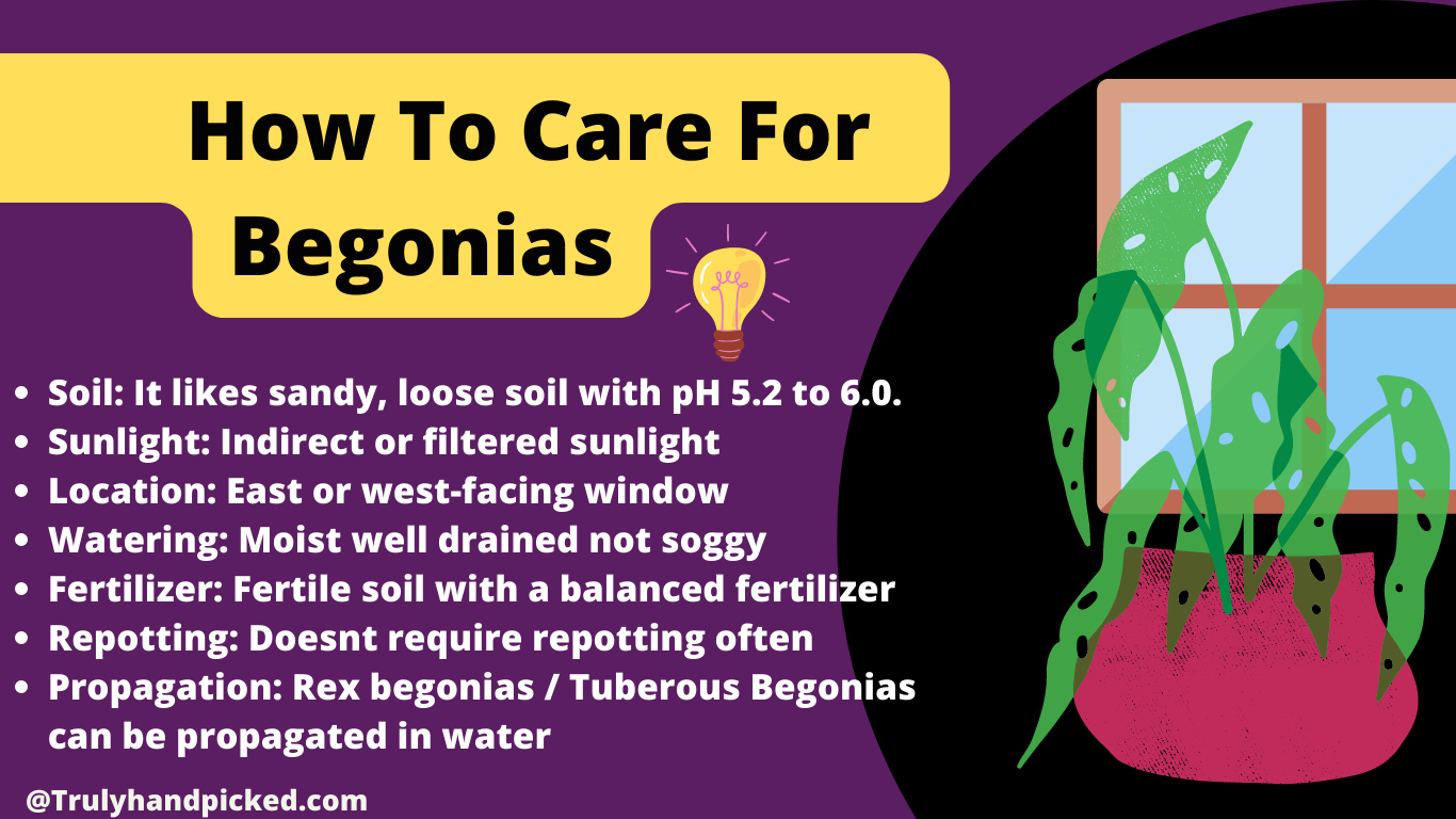 How to care for begonias soil water and light