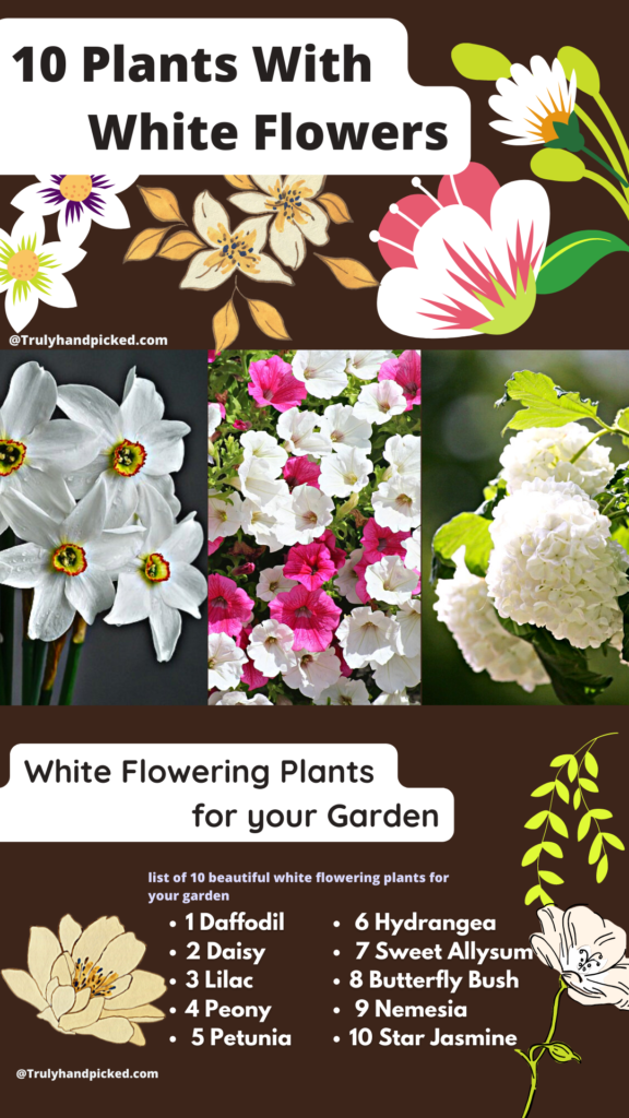 Infographic plants with white flowers pinterest image