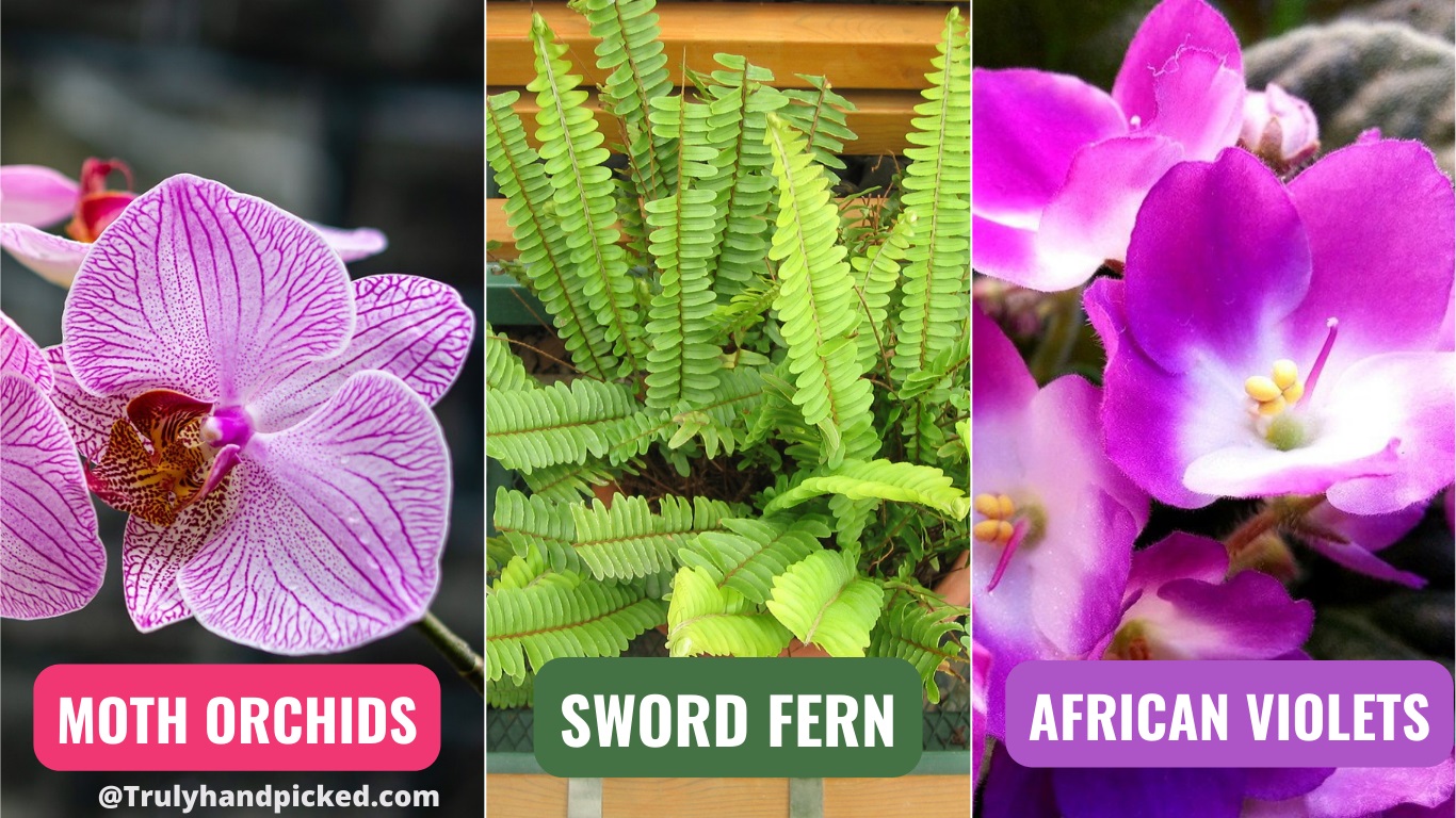 Moths Orchid Sword Fern and African Violet -Pet Safe Plants