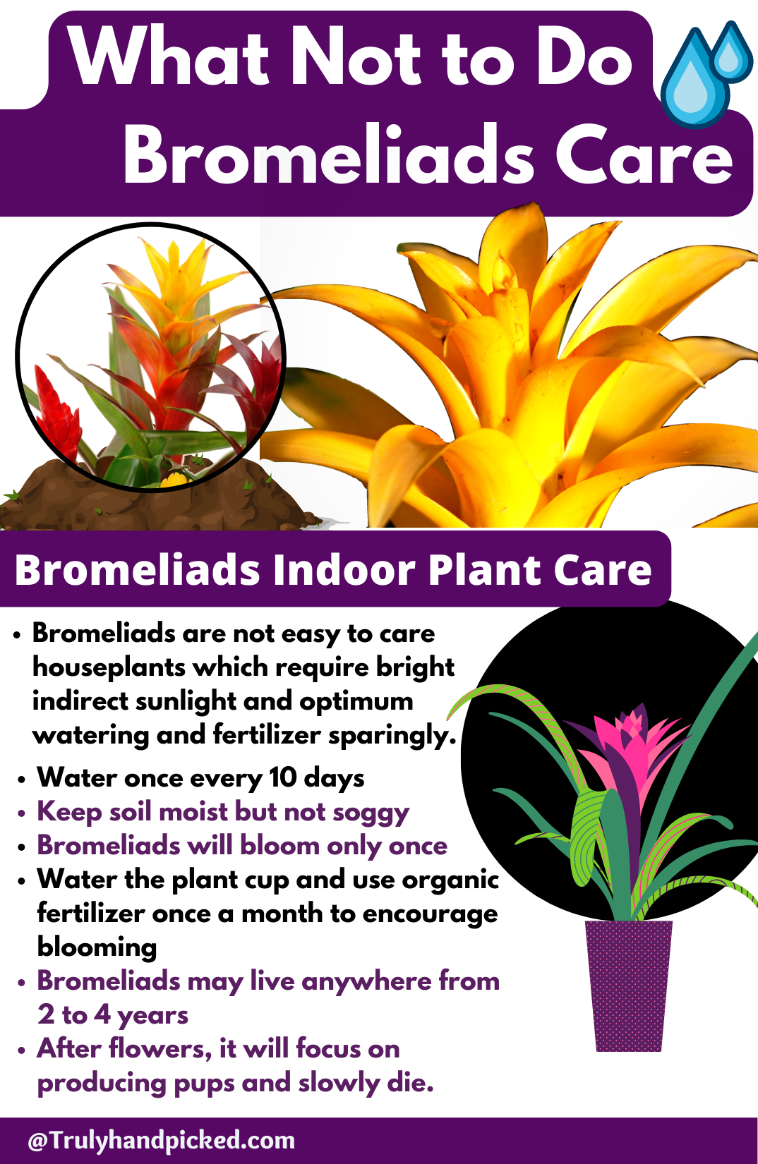Pinterest Bromeliads Care Infographic Image