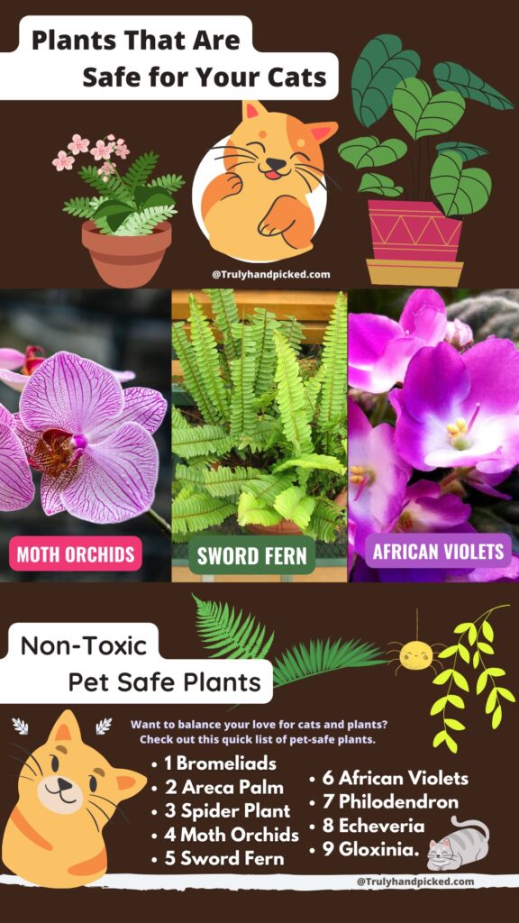  House Plants That Are Safe for Cats