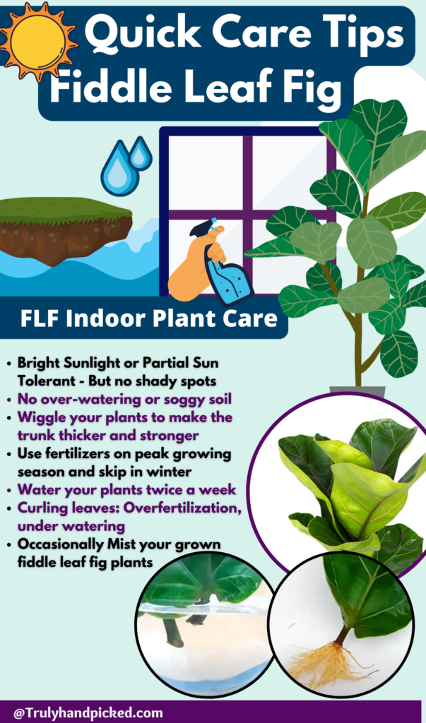 Pinterest Infographic Image on Fiddle Leaf Fig Quick Care