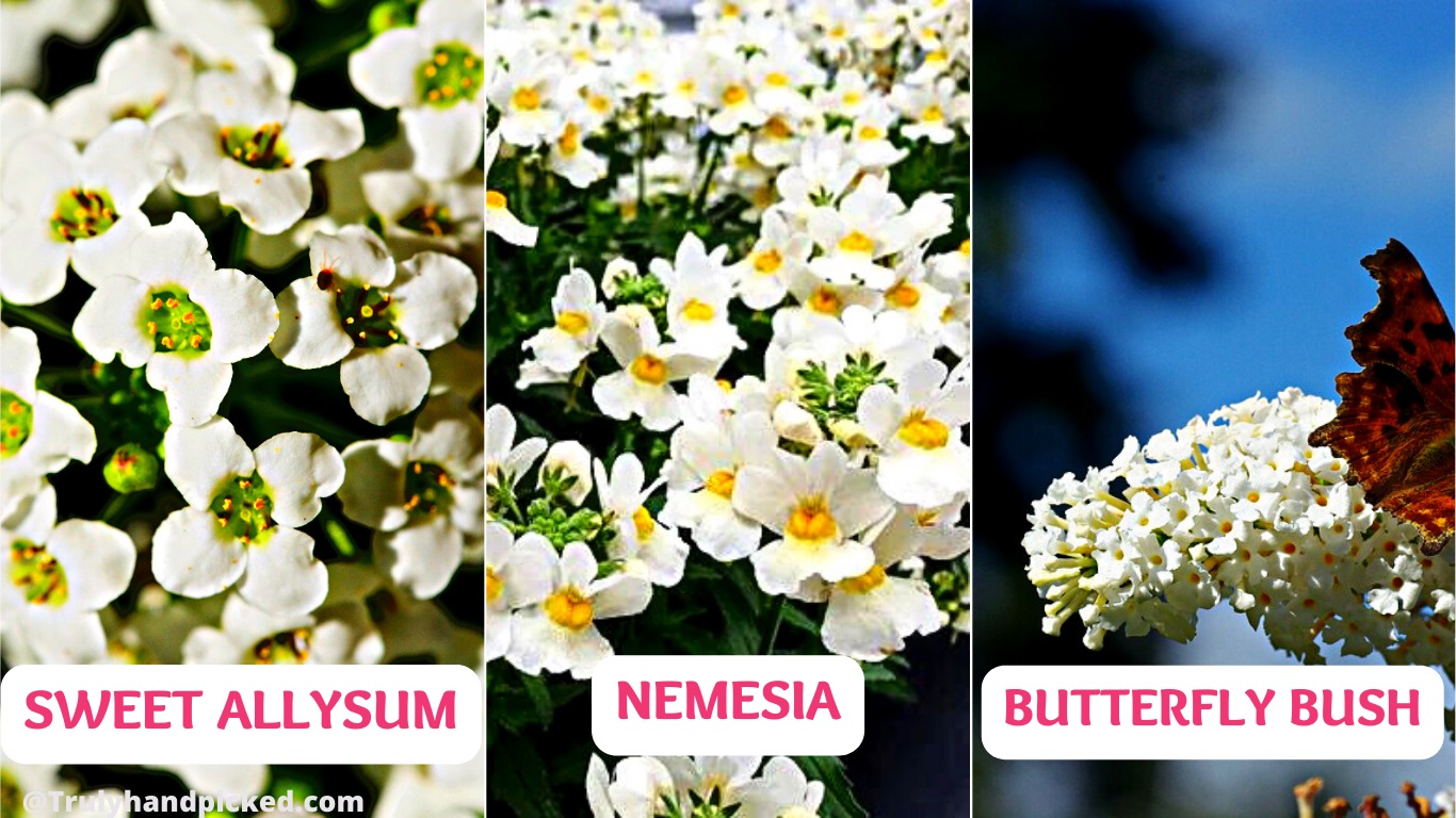 Plants With Milky White Flowers Sweet Allysum Nemesia Butterfly Bush