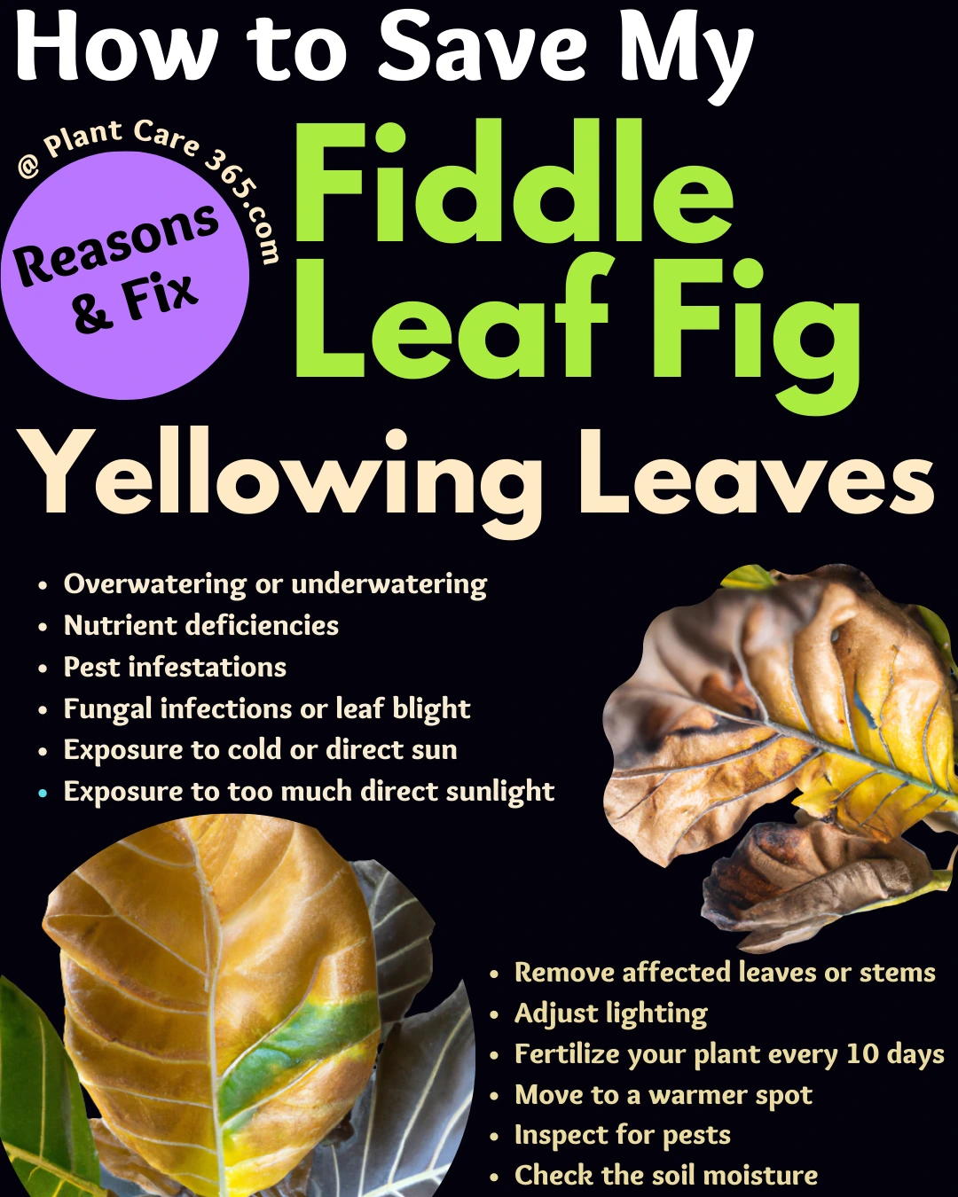 Reasons and Fix for Dying Fiddle Leaf Fig Yellowing Leaves