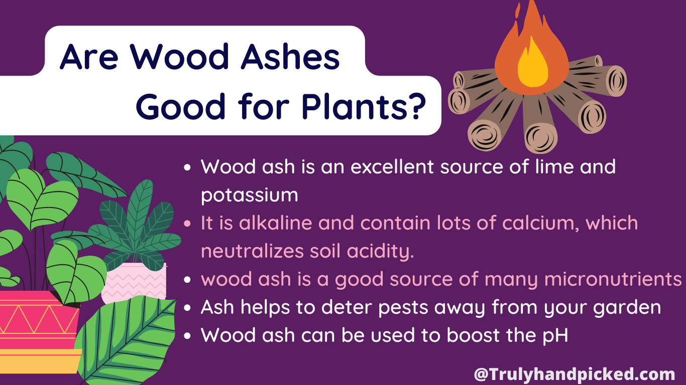 Are Ashes Good for Plants? Wood Ash as Fertilizer Plant Care 365