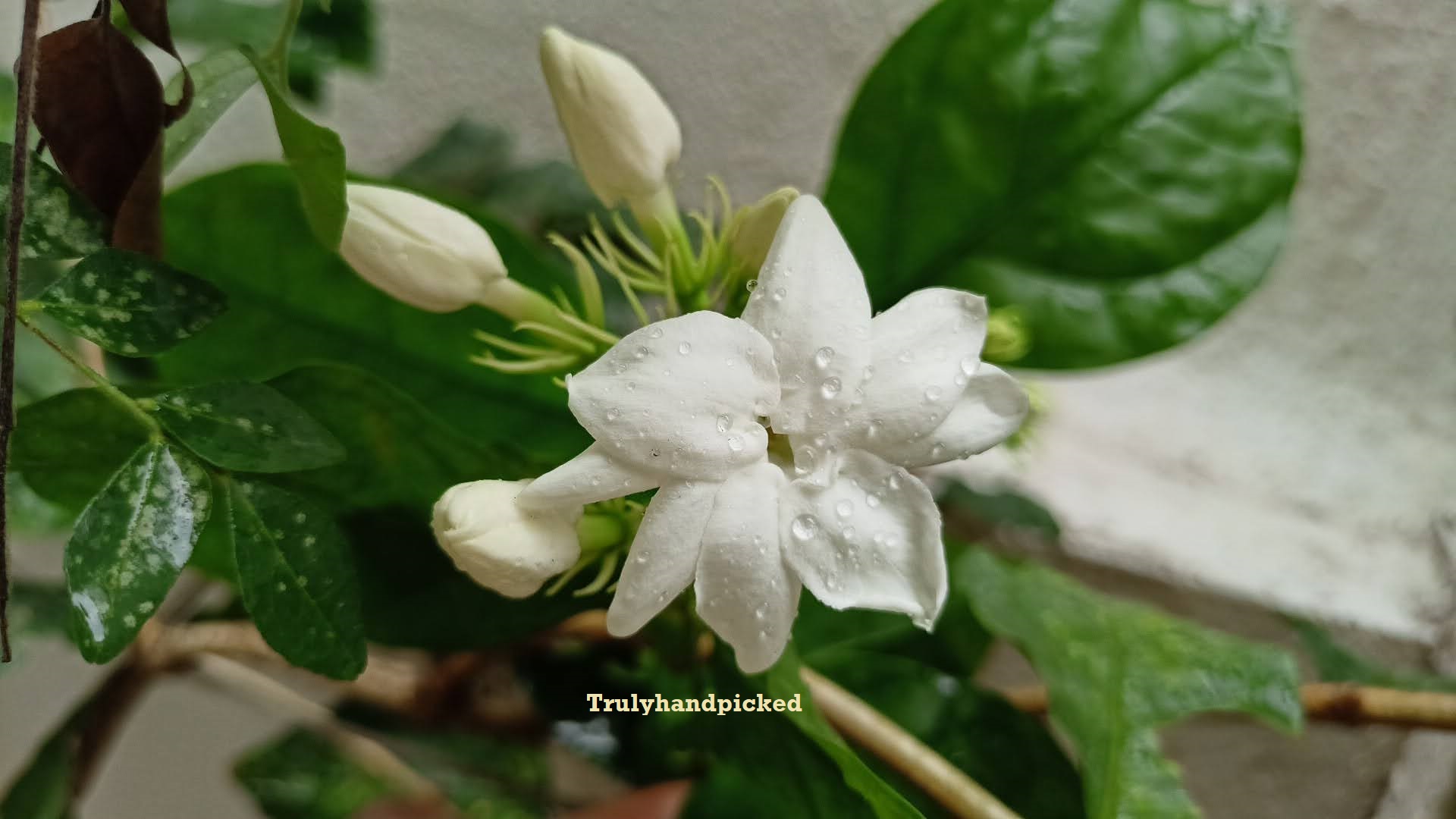 Beautiful Jasmine Bloom