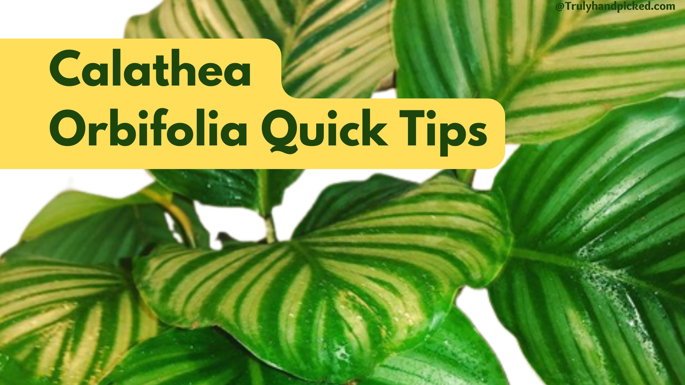 Calathea Orbifolia Plant Care Quick Tips