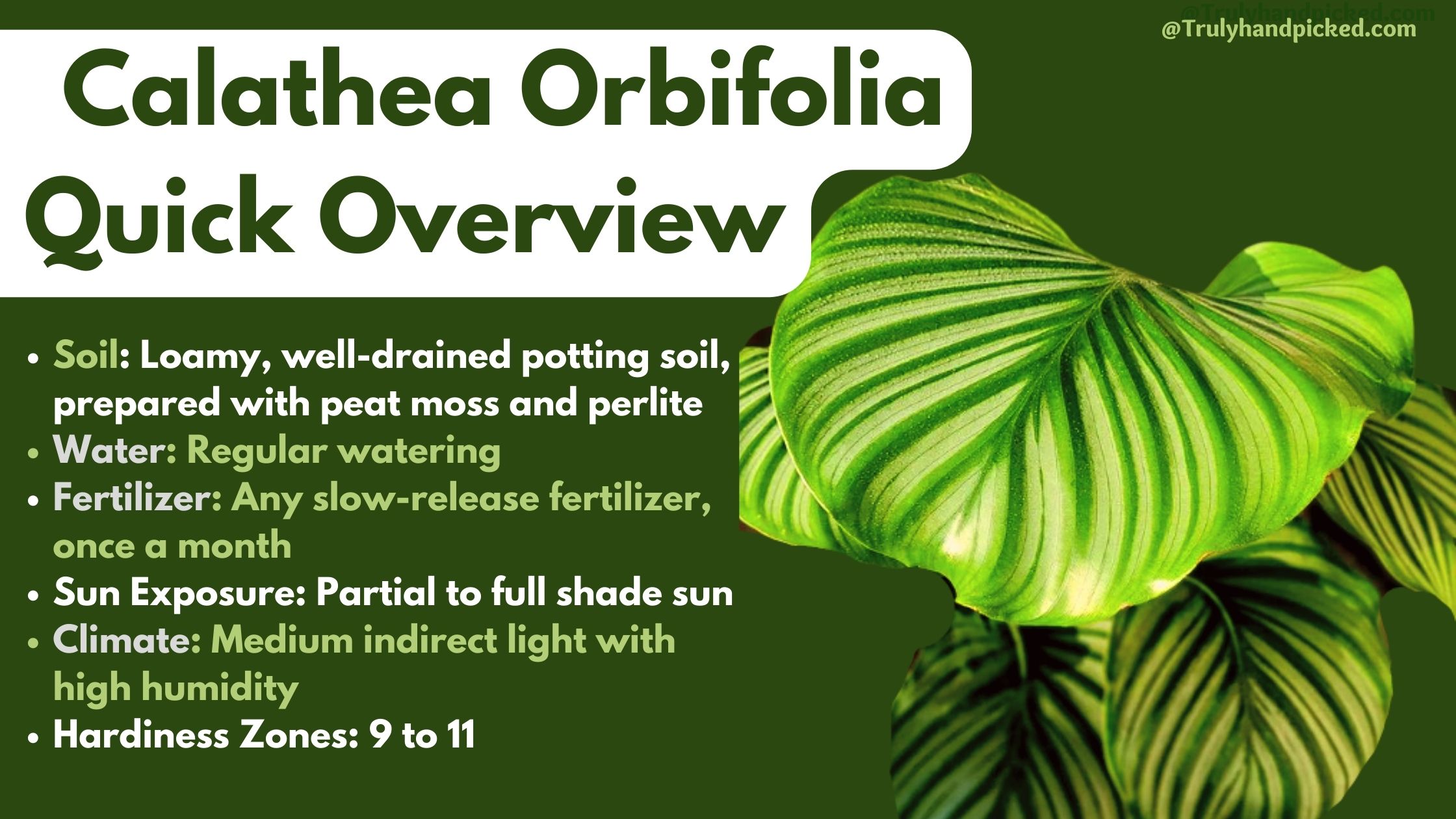 Calathea Orbifolia Soil Light and Watering Needs