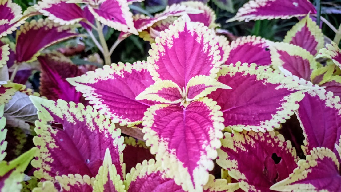 Coleus Plant Care, Soil Water and Light Needs of Coleus Plant