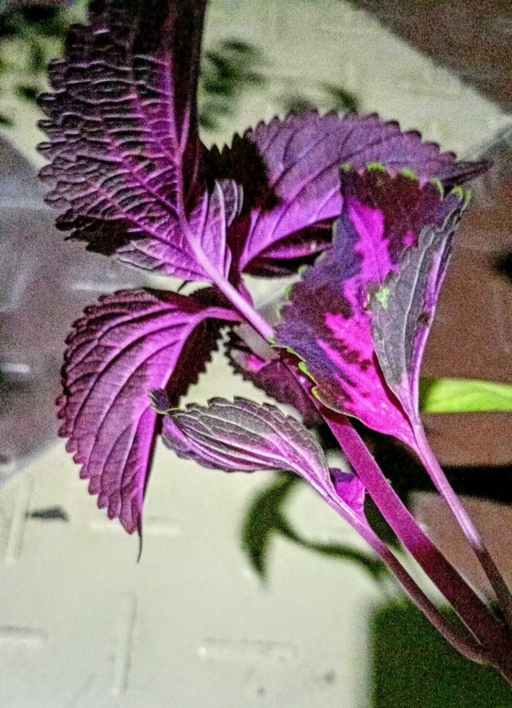 Coleus Plant Leaf Veins and Pests