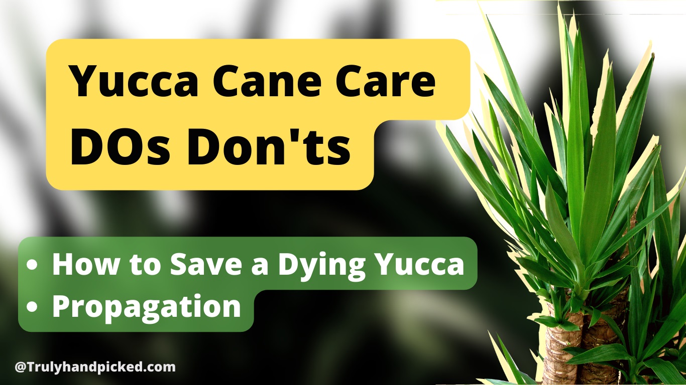 Drooping Dying Yucca Can Plant Care