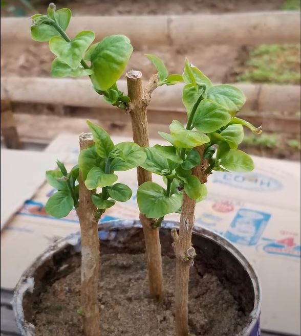 Final growth of jasmine cuttings in 20days