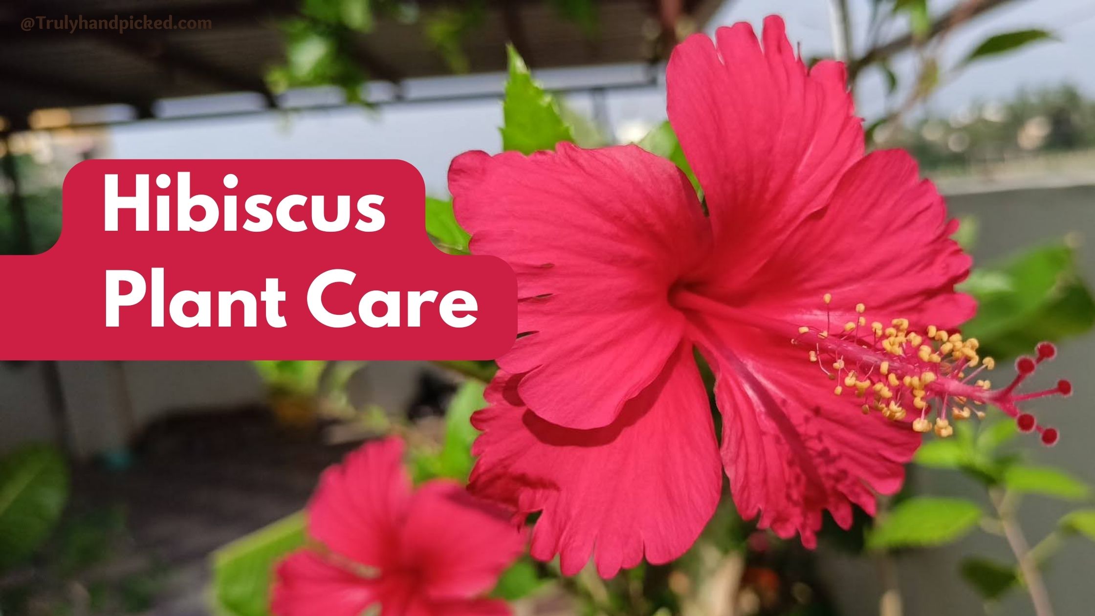 Hibiscus Flowering Plant Care