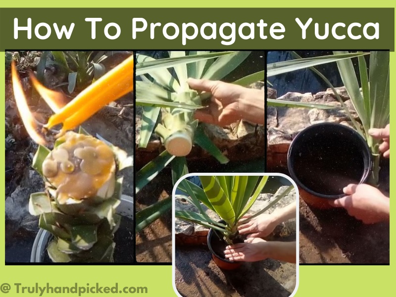How to Propagate Yucca Cane Plant Step by Step Picture