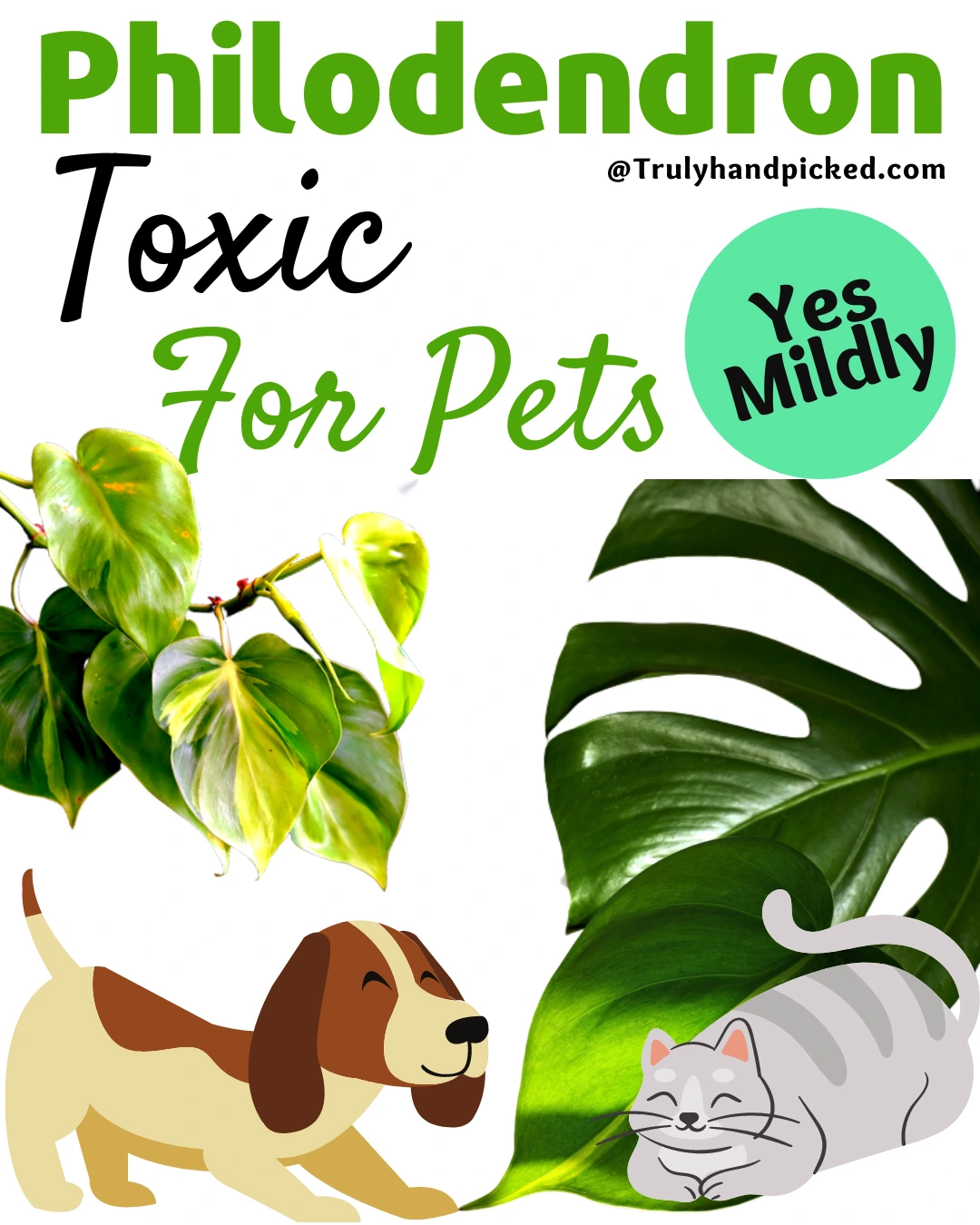 Is Philodendron Toxic for Pets