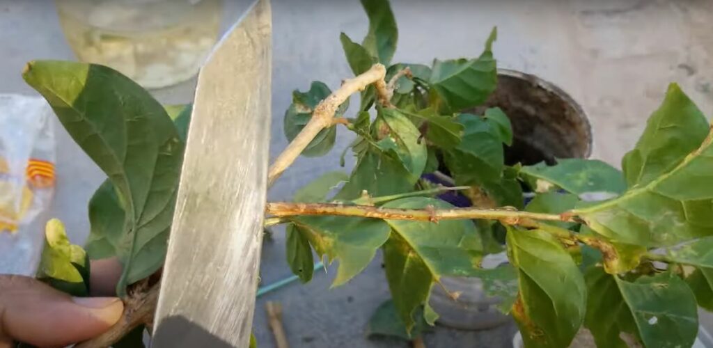 Quick Care Ideas Jasmine Plant Propagation & Care Plant Care 365