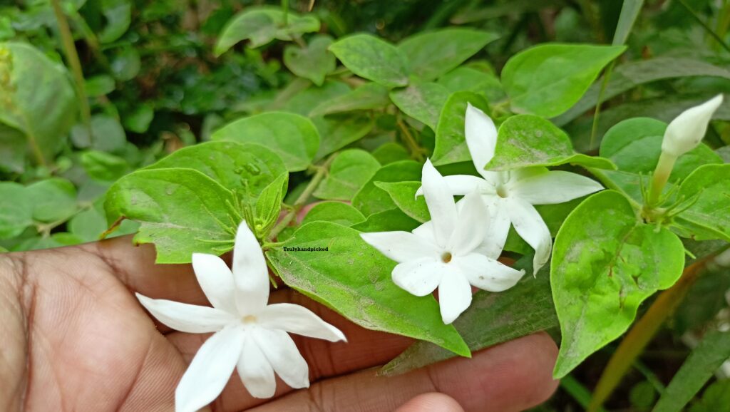Quick Care Ideas Jasmine Plant Propagation & Care Plant Care 365