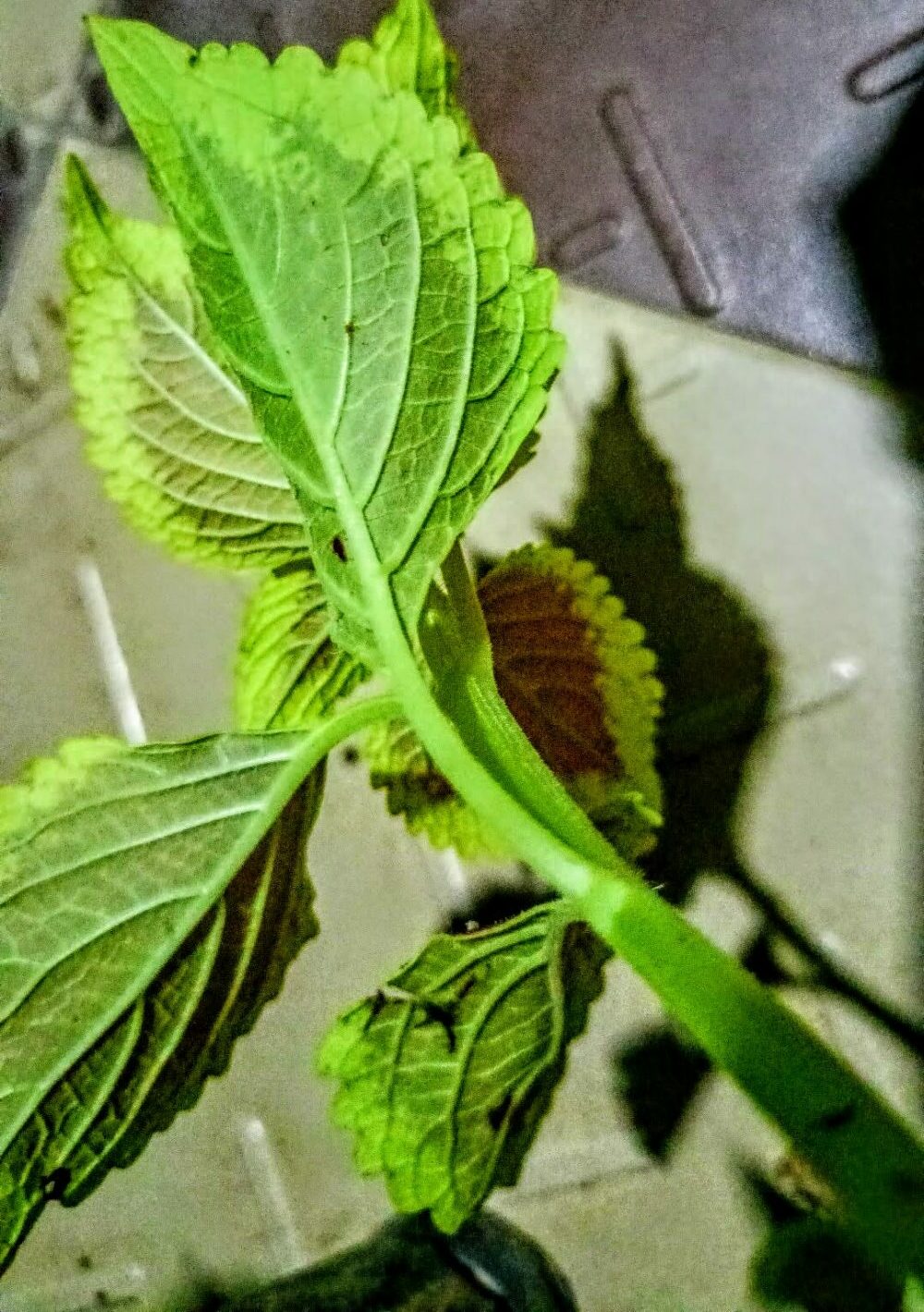 Neon green coleus underside veins of leaves