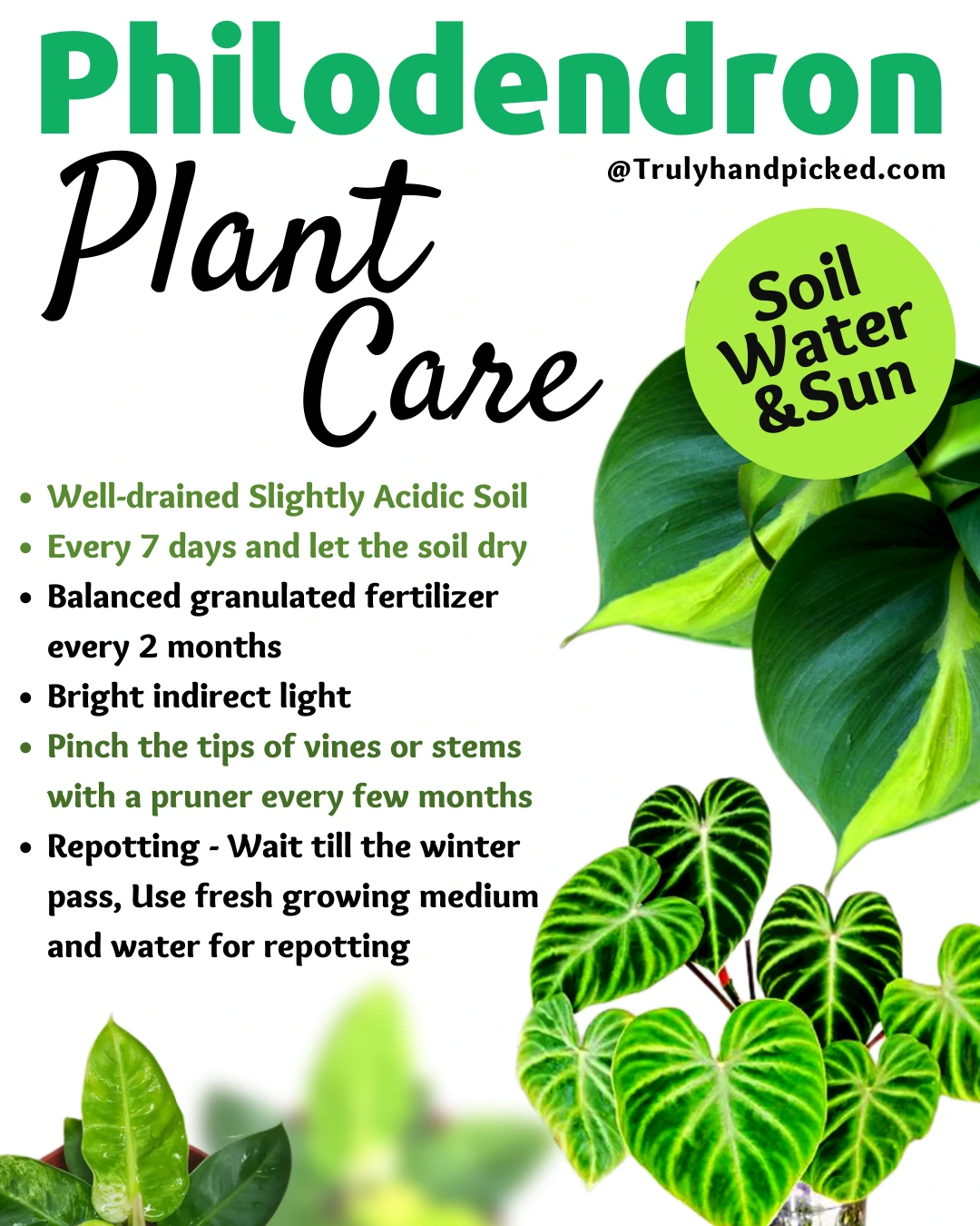 Philodendron Plant Care Soil Water and Sunlight Needs