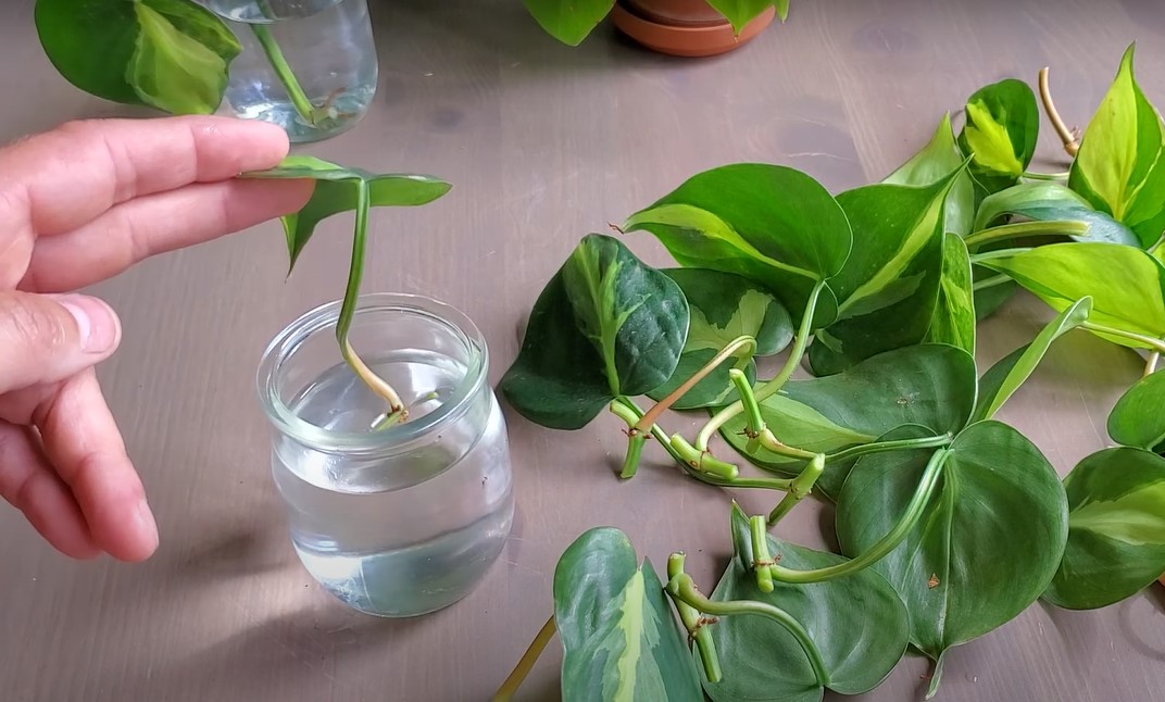 Philodendron heart leaf propagation in water
