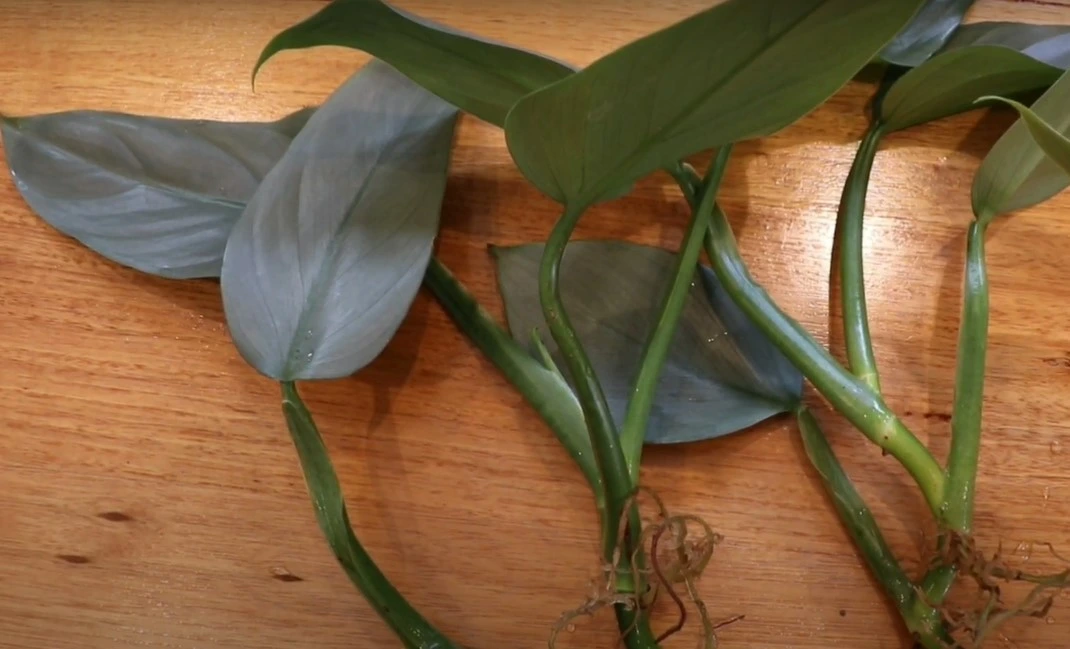 Philodendron rooted in water to be transplanted to soil