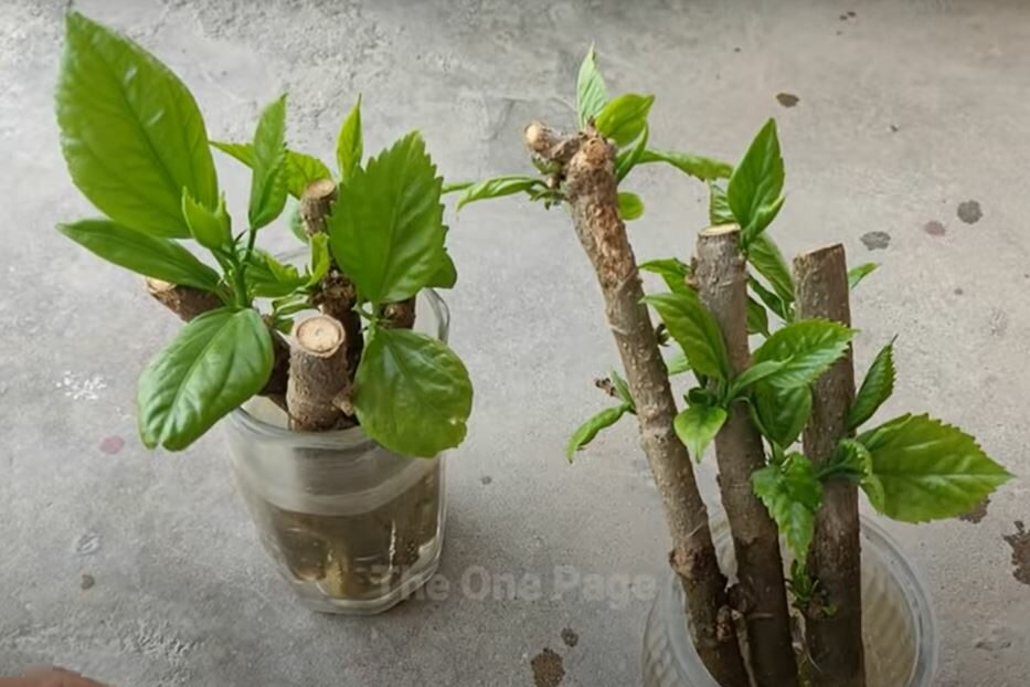 Propagate hibiscus Place plant cuttings in water with rooting hormone