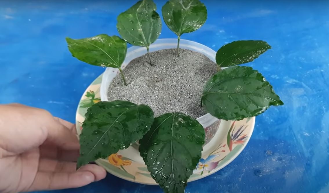 Propagating hibiscus from leaf - Dian Garden Tips