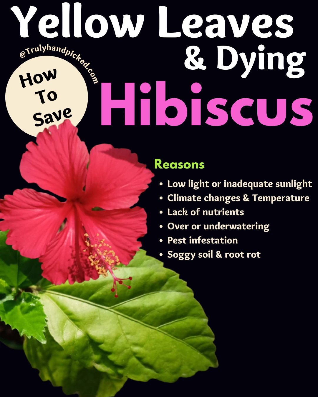 Reasons for Yellow Leaves on Hibiscus How to save dying plant