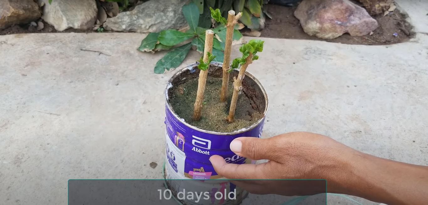 Result of jasmine cutting growth in 10 days in plastic green house