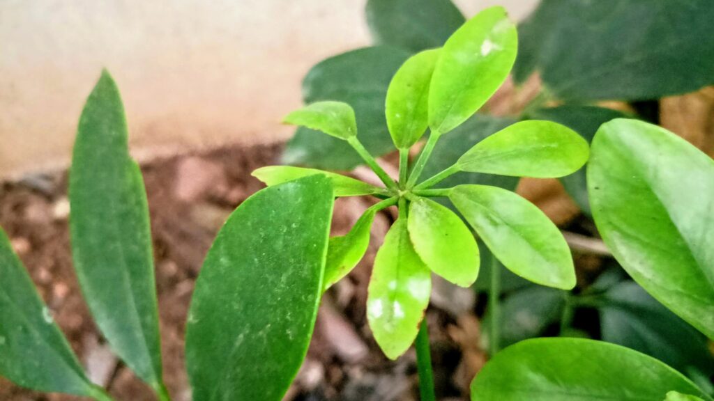 Why My Schefflera Plant is Dropping Leaves? Reasons & Fix