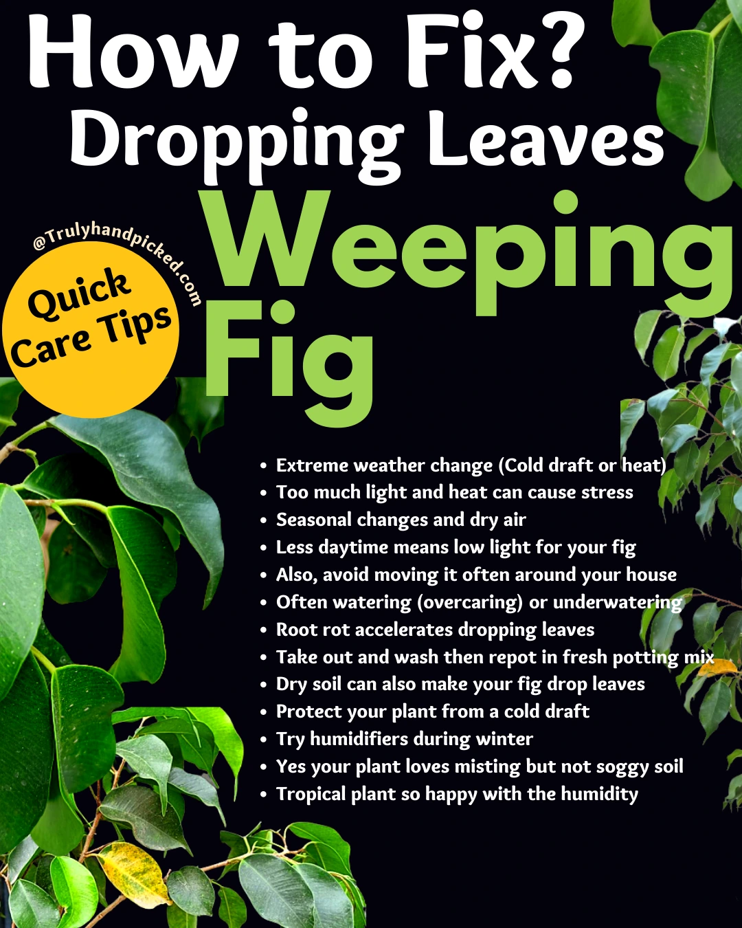 Weeping Fig Dropping Leaves Quick Plant Care Tips for Fiscus Benjamina