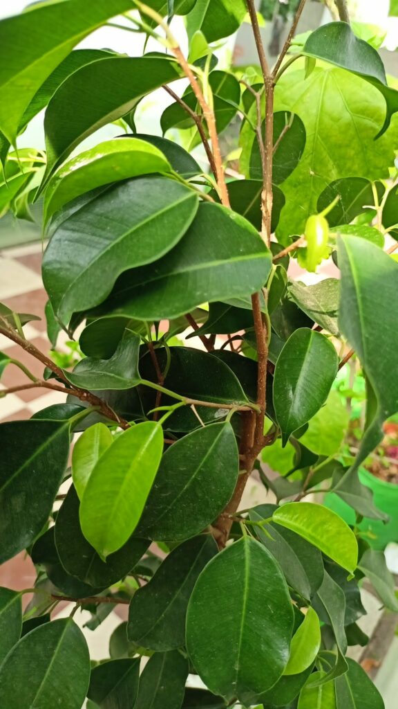 Weeping Fig (Ficus Benjamina ) Plant growth update 2022