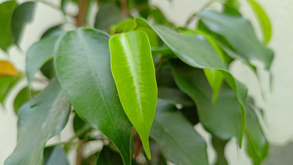 Weeping Fig Plant Care What Does Ficus Benjamina Look Like