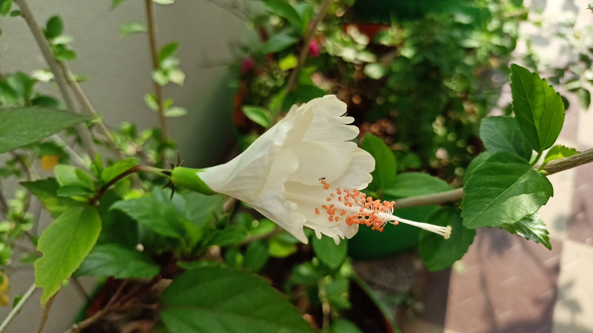 White Hibiscus Plant - Care for Flowering Plants