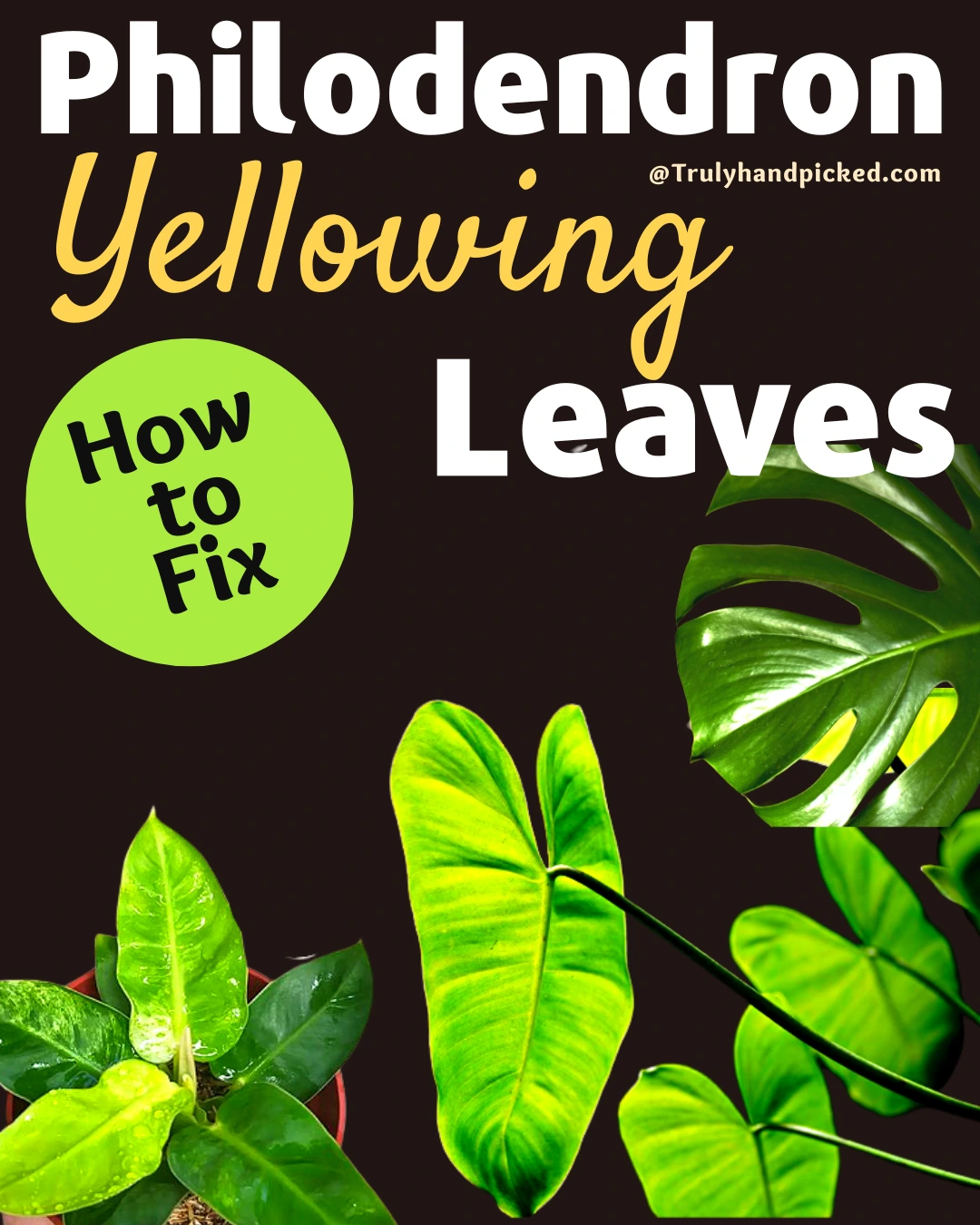 Why My Philodendron Plant Leaves Are Turning Yellow
