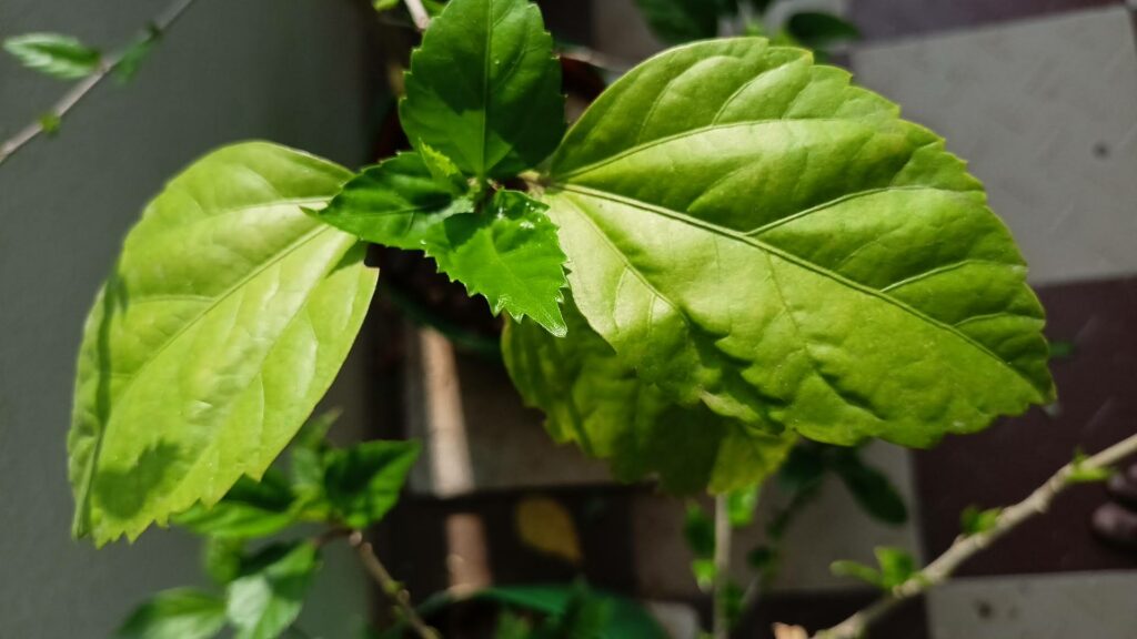 Why My Hibiscus Leaves Are Turning Yellow Reasons & Fix (Pics)