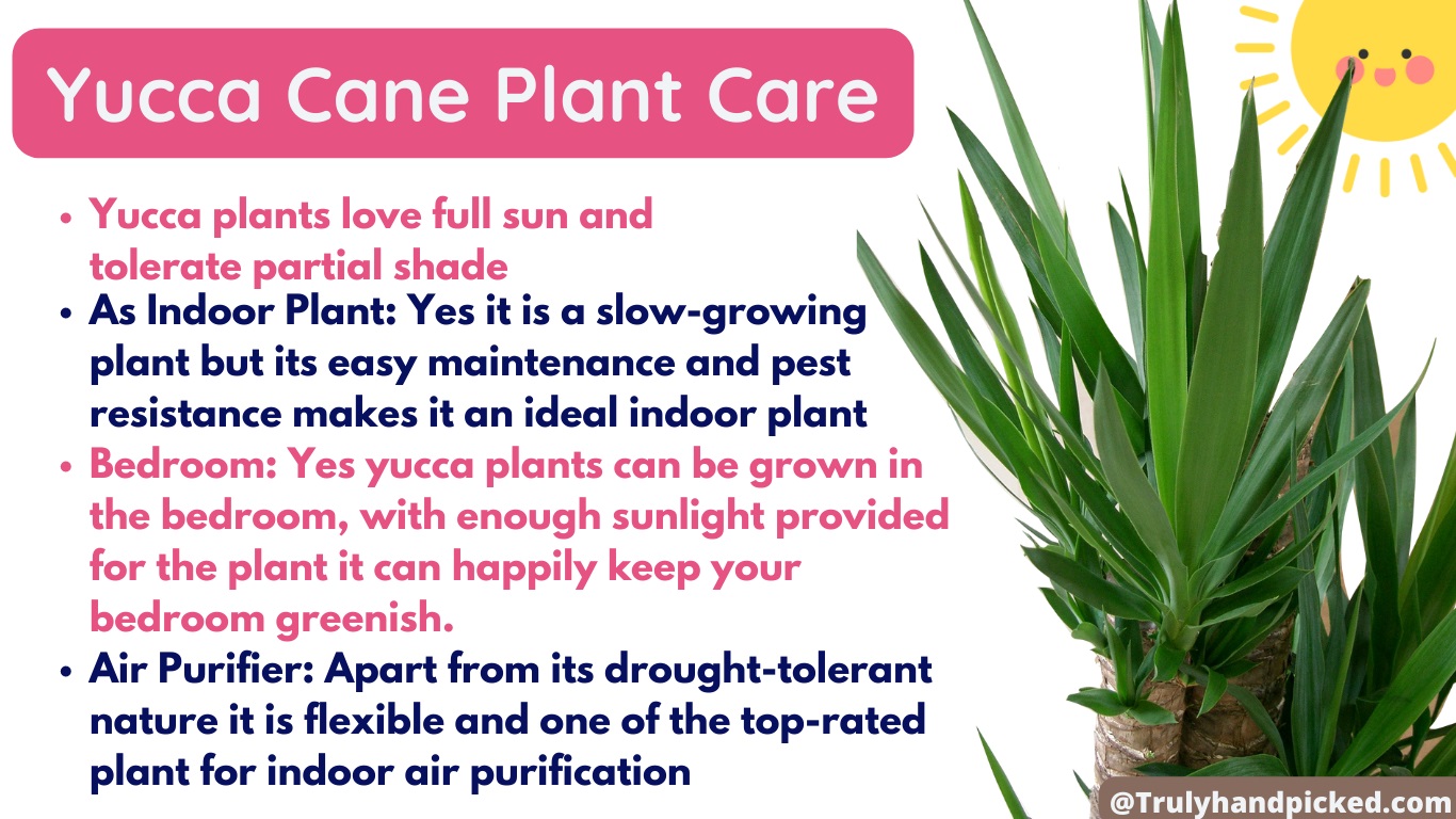 Yucca Plant Care