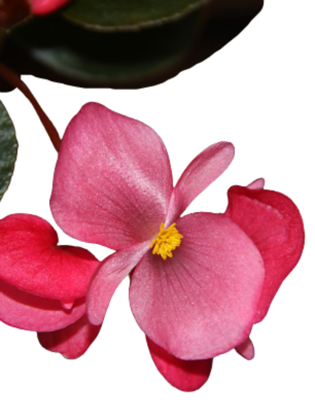 cropped-begonia-4398665_960_720-removebg-preview.png