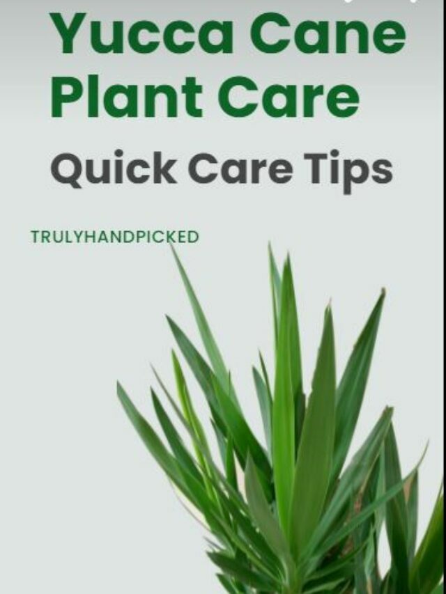 Dying Yucca Cane Plant – Quick Tips