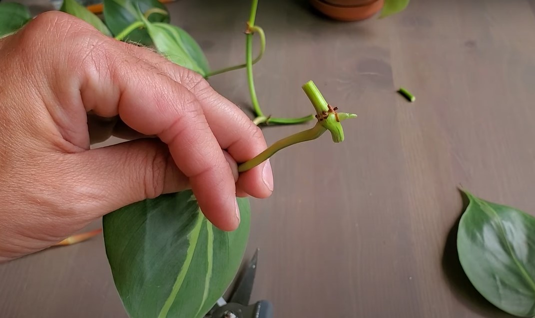 philodendron node for propagation
