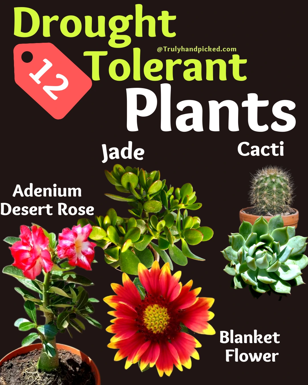 12 Plants that dont need much watering Desert rose jade cacti blanket flower